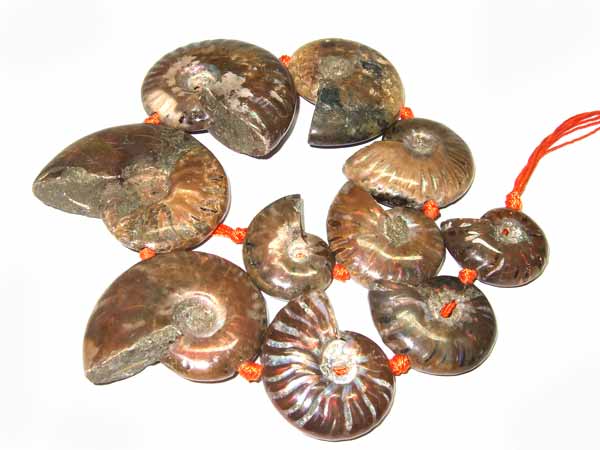 11540-ammoniten.jpg