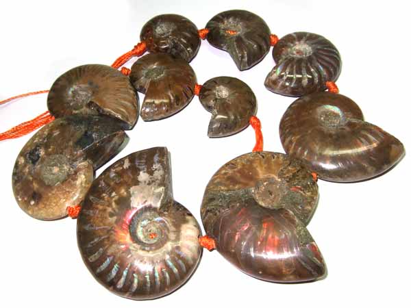 11540a-ammoniten.jpg