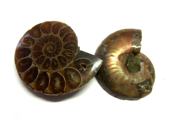 14200-ammonit.jpg